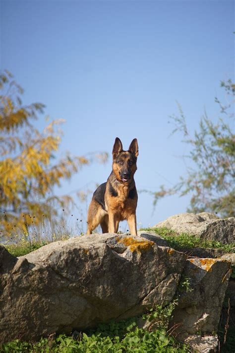 kríženec_nemecký_ovčiak_doberman_informativna_obrazovka