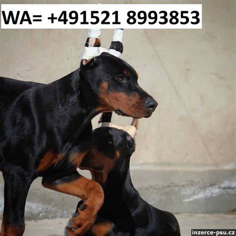 starostlivost_vlna_krizenec_nemeckeho_ovciaka_dobermana