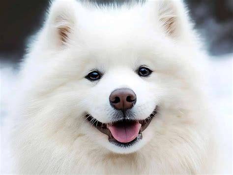 Obrázok ukazujúci typický vzhľad samojeda a jeho úsmev „Sammy smile“