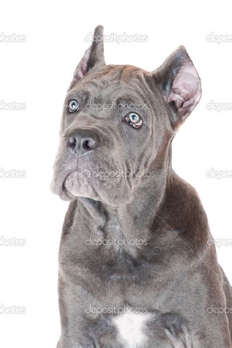 Obrázok Cane Corso - typický exteriér a postava