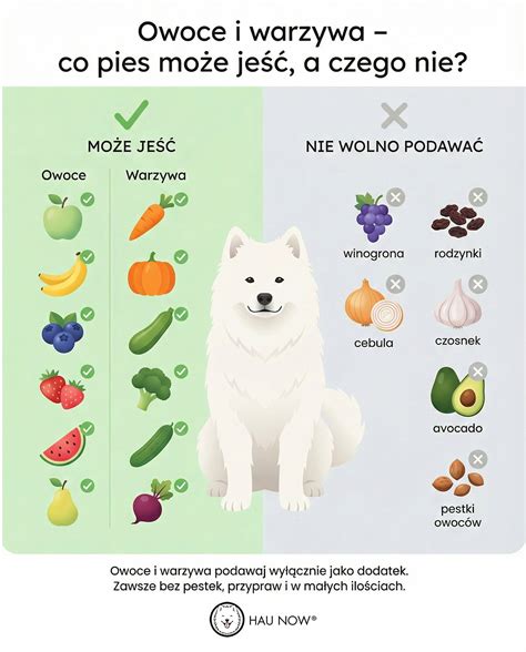 Infografika: Kritériá výberu psa do rodiny a zoznam obľúbených plemien