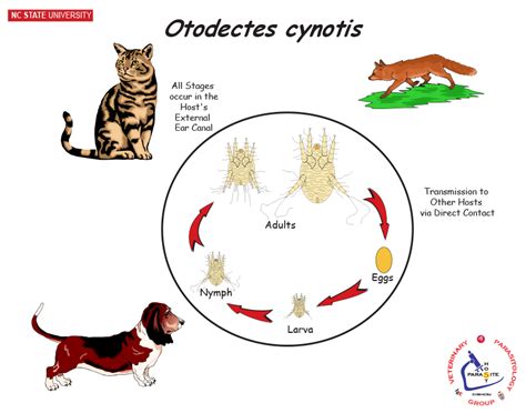 Diagram: Životný cyklus Otodectes cynotis a jeho vplyv na ucho psa
