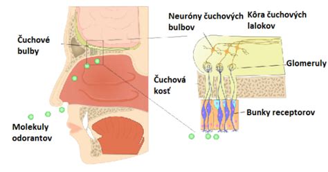 Štruktúra psa a jeho čuchový systém