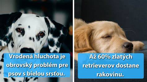Infografika: Myty vs. realita o štekaní psov