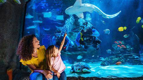 Infografika o Sea Life a počte živočíchov v Brightone