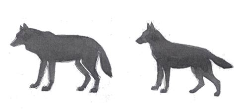 Vlk a pes - porovnanie