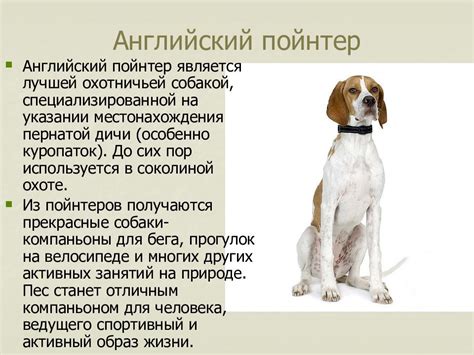 Anatomické a zmyslové vlastnosti psa