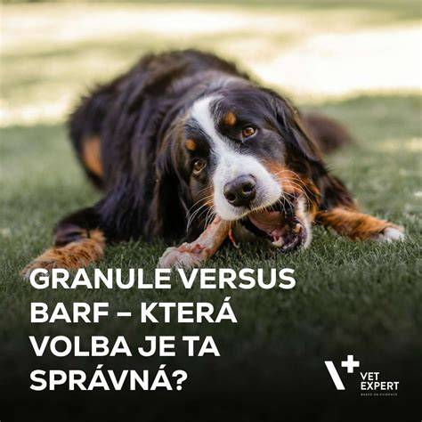 Pravidlá výživy STB: BARF vs. kvalitné granule