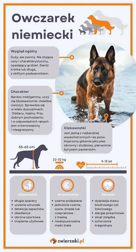 infografika: Výcvik vodiaceho psa v 3 Everách
