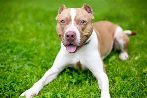 American Pit Bull Terrier - ilustrácia