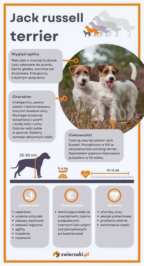 Infografika: Anatomické črty Jack Russell teriéra a tipy na starostlivosť