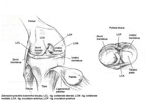 Schéma anatomických oblastí kolenného a bedrového kĺbu psa a typov zlomenín