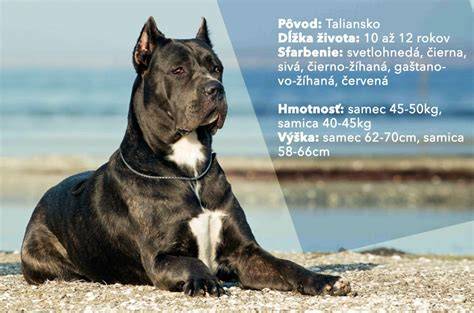 Infografika: Charakteristika Cane Corso a tipy na adopciu