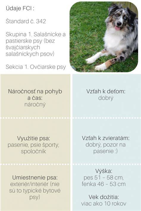 Infografika: Porovnanie veľkosti a exteriéru austrálskeho ovčiaka a severoamerického pastierskeho psa