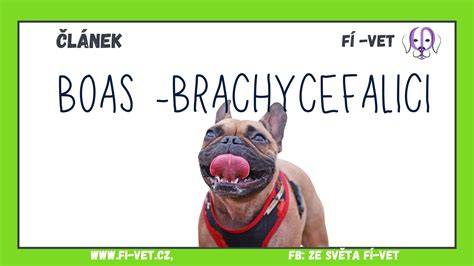 Infografika: BAS a dýchacie cesty brachycefalických psov