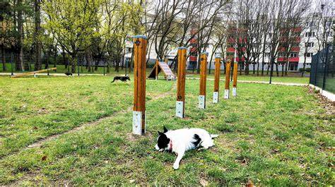 Graf: Beagle ako rodinný štvornohý priateľ