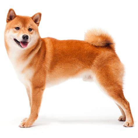 Ukážka koláčika s motívom Shiba Inu