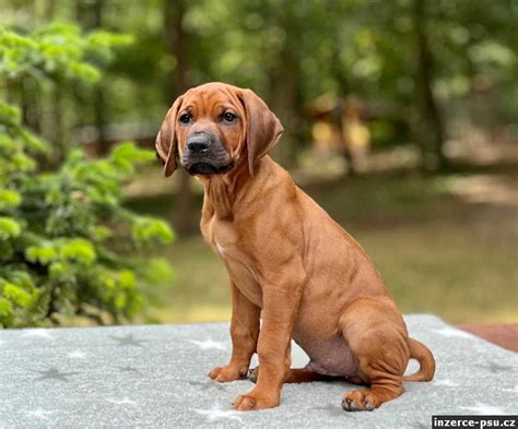 Šteňa rodézskeho ridgebacka pri výcviku