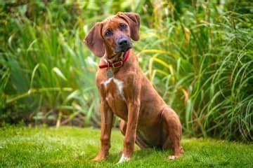 Rodézsky ridgeback v pohybe