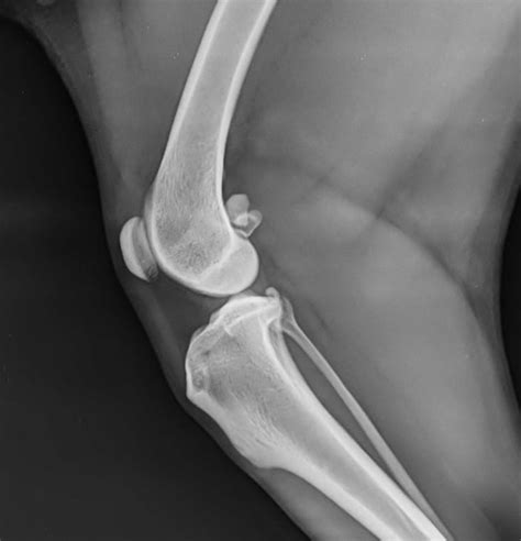 Ilustrácia rozdielu medzi zvracaním a regurgitáciou u psa