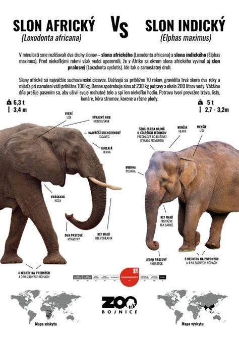 Infografika: Vzťah medzi adoptovaným zvieraťom a duševným zdravím