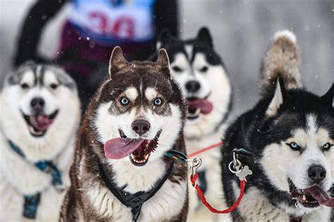 Husky: charakteristické znaky a farebné vrstvy srsti