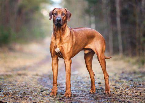 Rodézsky ridgeback - charakteristika a vizuál
