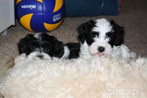 Šteniatko havanského psíka s loptičkou