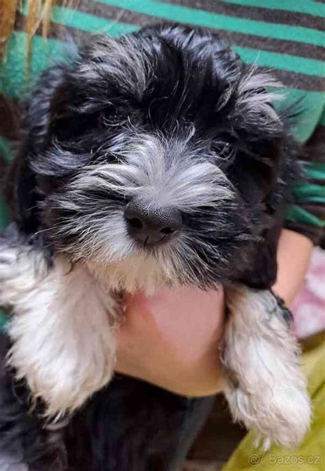 Detail tváre havanského psíka s veľkými očami