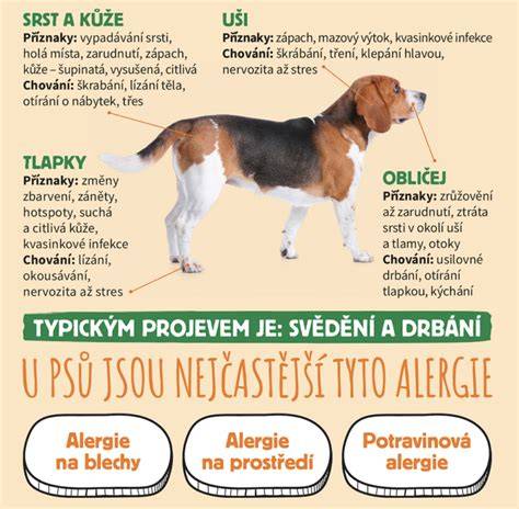 Infografika: bežné príčiny vypadávania srsti u psa (parazity, infekcie, alergie, hormonálne poruchy)