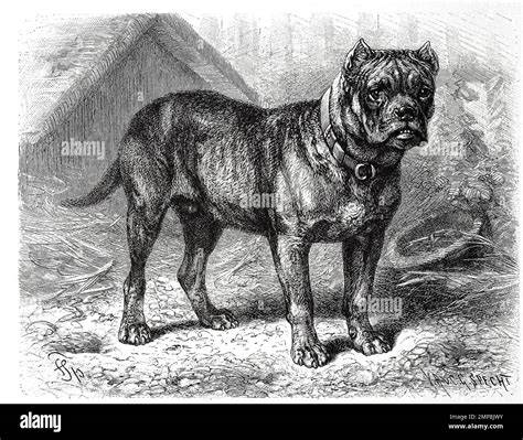 historické ilustrácie bullenbeisser a raných boxerov