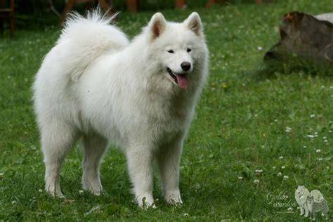 Obrázok: Samojed s usmievavou tvárou v bielej srsti
