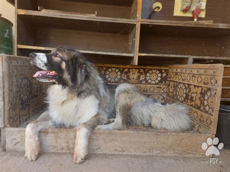 Detail tvárovej časti kaukazského ovčiaka