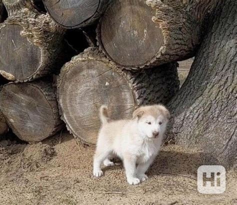 Historické fotografie Aljašského Malamuta
