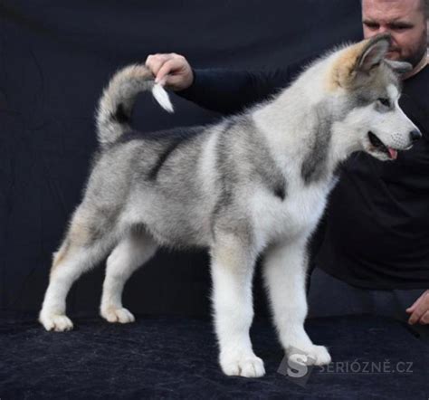 Porovnanie Aljašského Malamuta a Sibírskeho Huskyho