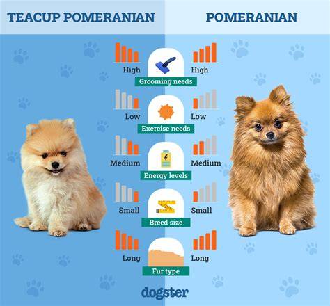 Infografika_Pomeranian_vzhľad_srsť