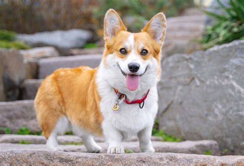 corgi náčrt vrstvy a detaily