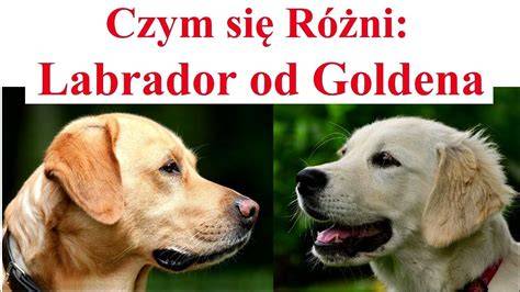 Infografika: Všeobecné charakteristiky labradora retrievera (veľkosť, hmotnosť, farby srsti, typ chvosta)