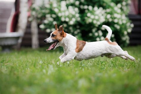 Jack Russell teriér pri agility tréningu