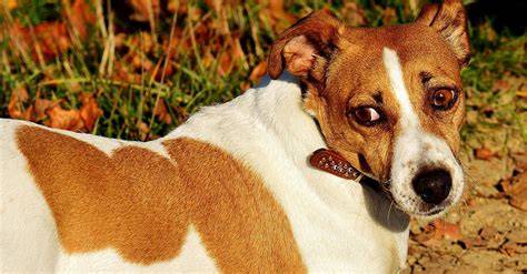 Starostlivosť o srsť Jack Russell teriéra - česanie a trimovanie
