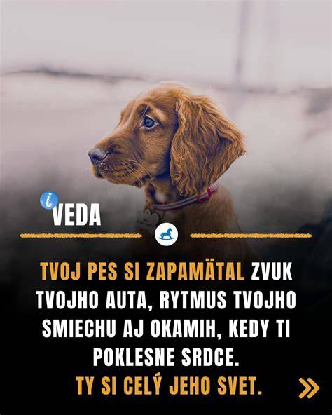 Infografika: Ako pes vníma emócie človeka