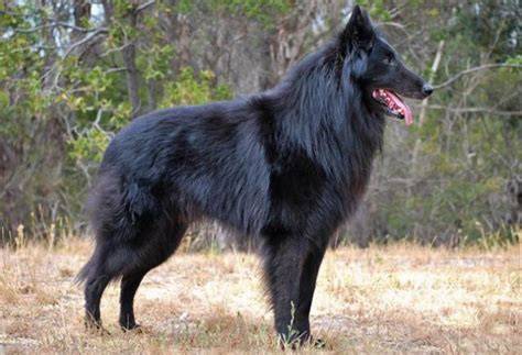 Belgický ovčiak - rôzne variety plemena (Malinois, Groenendael, Tervueren, Laekenois)