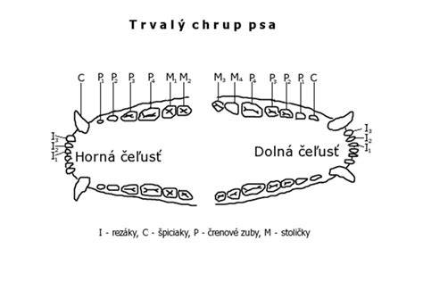 schéma lebky psa a usporiadanie zubov