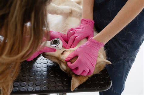 Veterinárne vyšetrenie očí a kĺbov