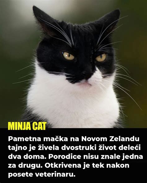 mačka v novom domove