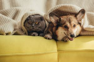 Pes a mačka v jednej domácnosti