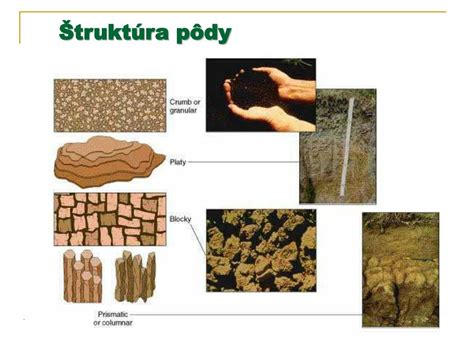 Štruktúra pôdy v lese