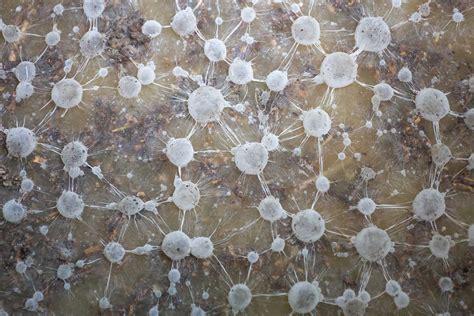 Mykorízne huby na koreňoch stromov