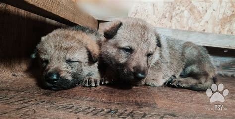 Šteniatka Československého vlčiaka