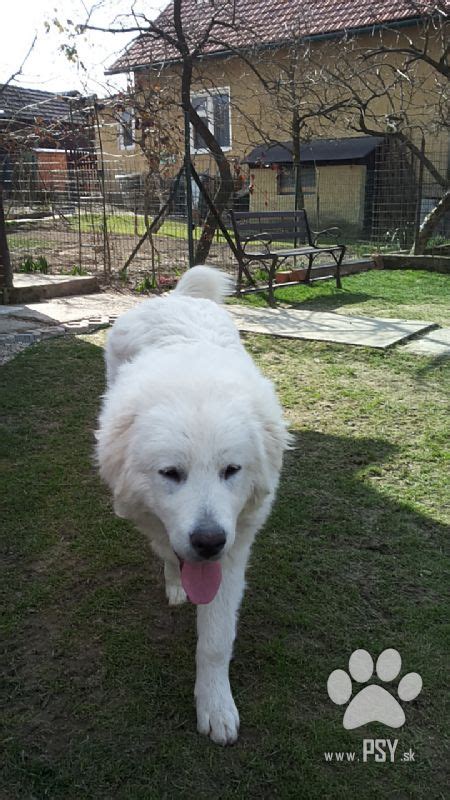 Šteniatko Slovenského čuvača